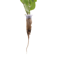 Seedling Grow Blocks